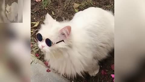 Cat with glasses