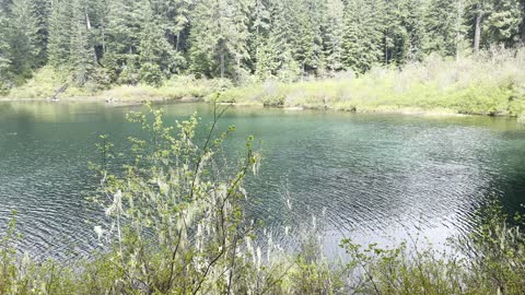 Hiking Towards a Viewpoint Area Along Clear Lake Loop – Willamette National Forest – 4K