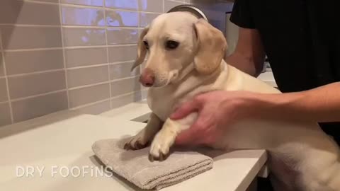 How to Wash Your Paws