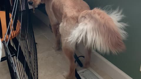 Doggy Cools Down Over Air Conditioning Vent