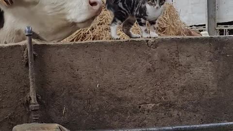 Cow Thinks Kitten Needs a Bath