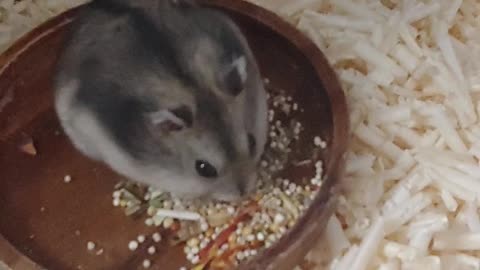 Hamster eats carrots with two feet..!