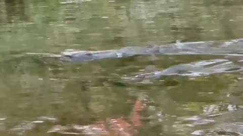 Humber River Salmon mating spawning