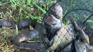 Snake Trying to Steal Fisherman's Catch