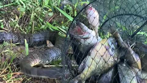 Snake Trying to Steal Fisherman's Catch