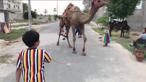 Daud And His Cousins Playing With Camel - Before Eid ul Azha