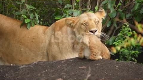 a new born cute baby lion cub playing with lioness in the forest