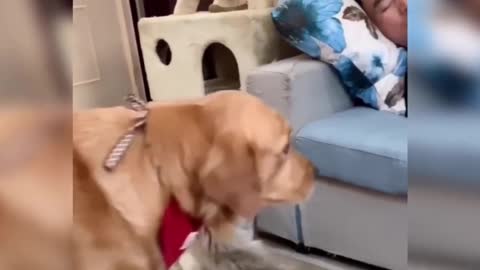 Golden Retriever Removes Cat from Owner