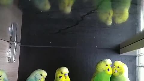 A group of lovebirds standing in their cage in silence with some birds tweeting