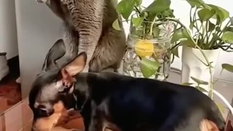 dog and cat funny fight 😂😂