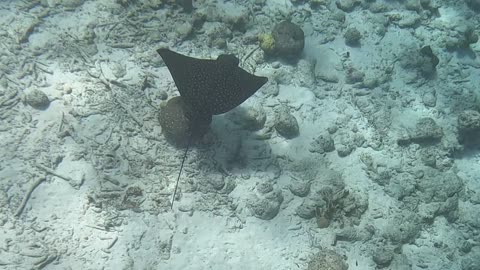 Spotted Eagle Ray