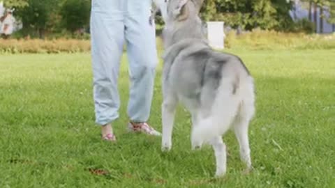 Girl Playing With Cute Husky DOg In Garden.