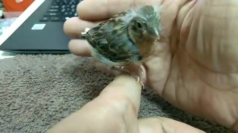 Hand Feeding 22 Day Old Fancy Canary