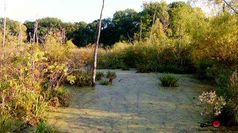 Flying Around Marsh Looking For Wildlife Wait For The Massive Crane 4K Drone Footage