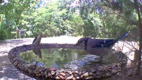 Places your bets it's the battle at the birdbath