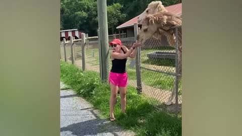 Woman gagging while feeding Camel | Hilarious Adults | Camel Edition