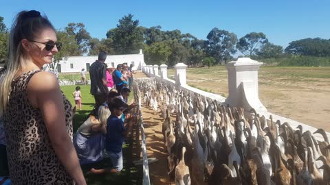 Indian runner ducks go for their adorable morning run