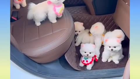 Cute🌹pom#short shorts video pomeranian--pome lovely video