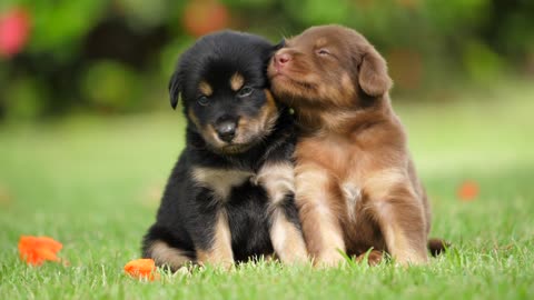 Sweet Little Puppies Kiss And Love Each Other