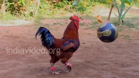 Amazing Football player Ever. Chicken playing football