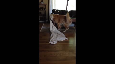 Golden Retriever takes his favorite blanket everywhere