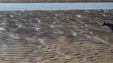 whippet on a Beach