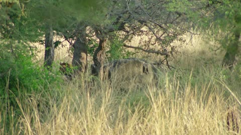 Wild Tiger Animal Videos