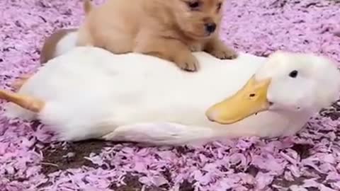 dog running and having fun with bird