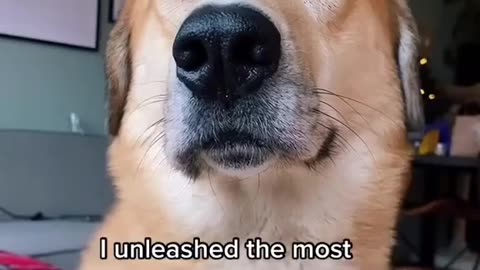 What a wonderful video or dog?