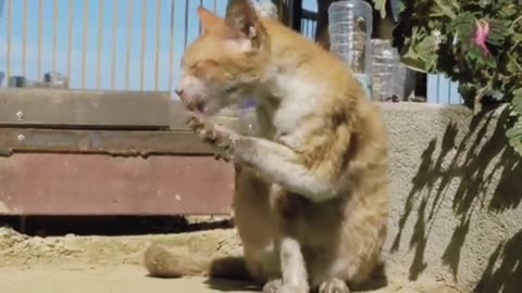 Cat good video