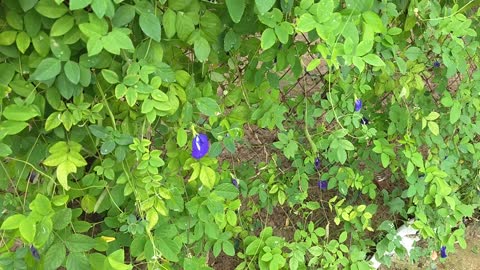 Butterfly pea flower