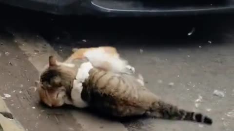 Cat fight