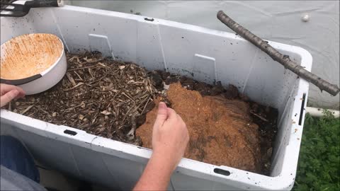 Best Way To Feed Your Worm Farm