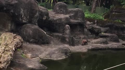 The monkeys walking in the zoo.