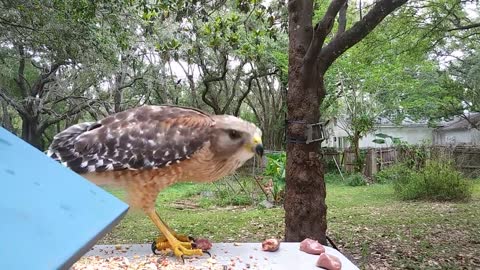 Red-Shouldered Hawks Share A Meal