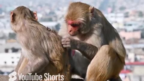 Monkey Love. Too, too cute!!