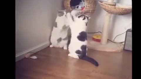 Two lazy cats fighting so gracefully