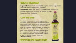 Bach Flower Remedies for Insufficient interest in present circumstances