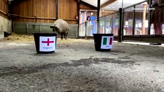 No matter if you ask a pig or a parrot, England still beat Italy