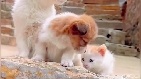 🎬 Pet Star in the Making! Daily Life of an Adorable Kitty 😻