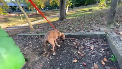 Doberman Attacks Pitbull (Dog Park Chronicle)