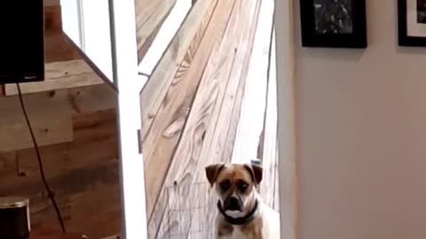 Clever Boxer Learns to Close the Door when She Comes Inside