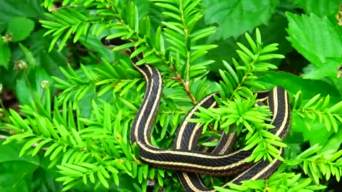 Garter Snake