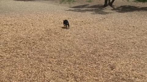 Indiana the Bulldog Goes to the Park