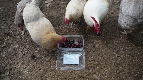 Chickens vs Fruit Part 27: Skeena Cherries.