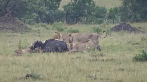 Incredible Lion Hunt