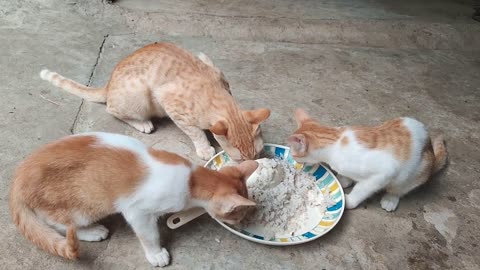 Cute kitty cat eating rice