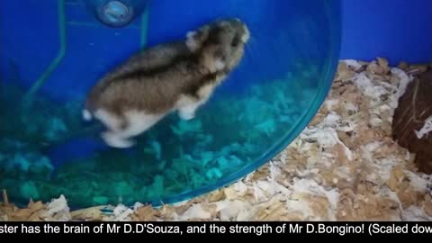 Dwarf Hamster Training (Iron-man training eq)