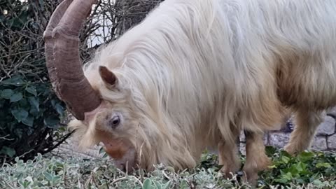 Kashmiri Goat In Great Britain.