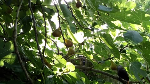 The black Bird is not satisfied yet and comes back for the Fig in the Flemish Tasty Forest